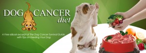 Dog Cancer Diet - Dog Cancer Vet
